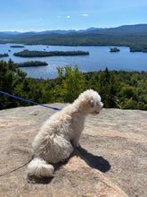 Load image into Gallery viewer, the leashes
